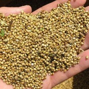 Amaranto, um grãozinho parecido com quinoa