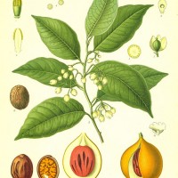 nut05
